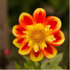 Насіння однорічної жоржини «Веселка» 0,25 г