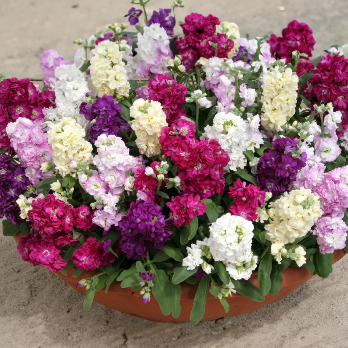 Насіння однорічної матіоли «Колумн» 0,1 г