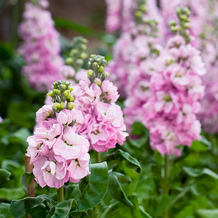 Насіння однорічної матіоли «Колумн» 0,1 г