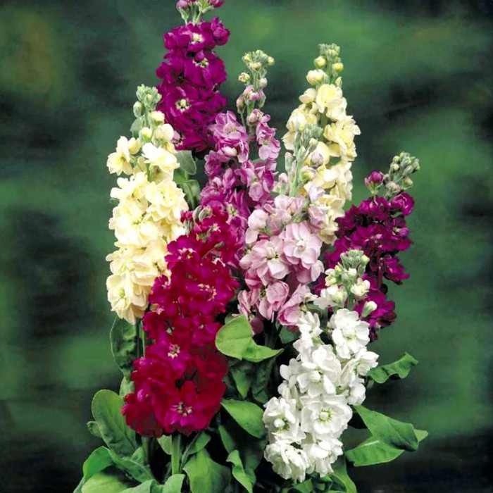 Насіння однорічної матіоли «Колумн» 0,1 г