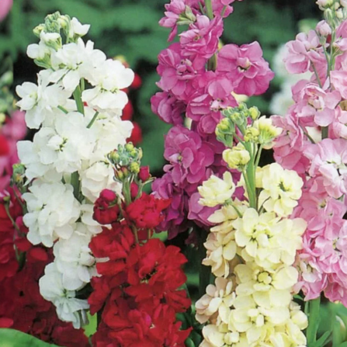 Насіння однорічної матіоли «Колумн» 0,1 г