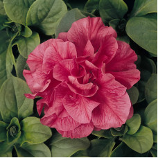 Насіння однорічної петунії «Дуо Маджестік-mix F1» 5 насінин