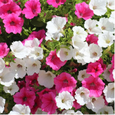 Насіння однорічної петунії «Фентезі-mix F1» 0,1 г