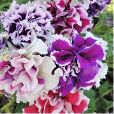 Насіння однорічної петунії «Глоріоза-mix F1» 5 насінин
