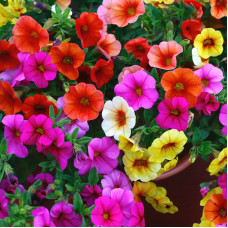 Насіння однорічної петунії «Моя королева F1» 0,1 г