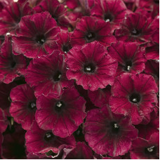 Насіння однорічної петунії «Оксамитова троянда F1» 5 насінин
