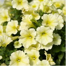 Насіння однорічної петунії «Прізм Айворі F1» 10 насінин