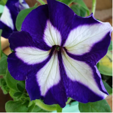 Насіння однорічної петунії «Ультра Блю Стар F1» 10 насінин