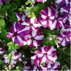 Насіння однорічної петунії «Ультра Крімсон Стар F1» 10 насінин