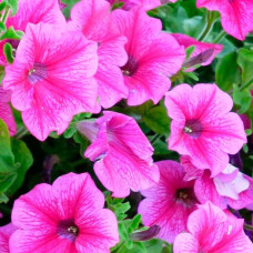 Насіння однорічної петунії «Рожева з прожилками» 0,02 г