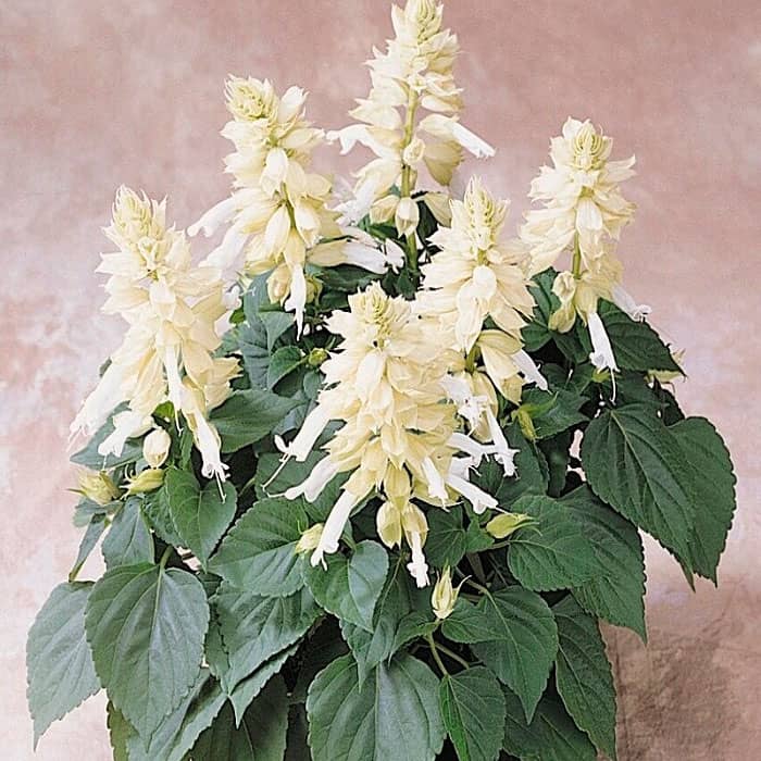 Насіння шавлії «Амбасадор»