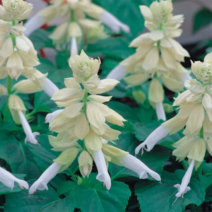 Насіння шавлії «Амбасадор»