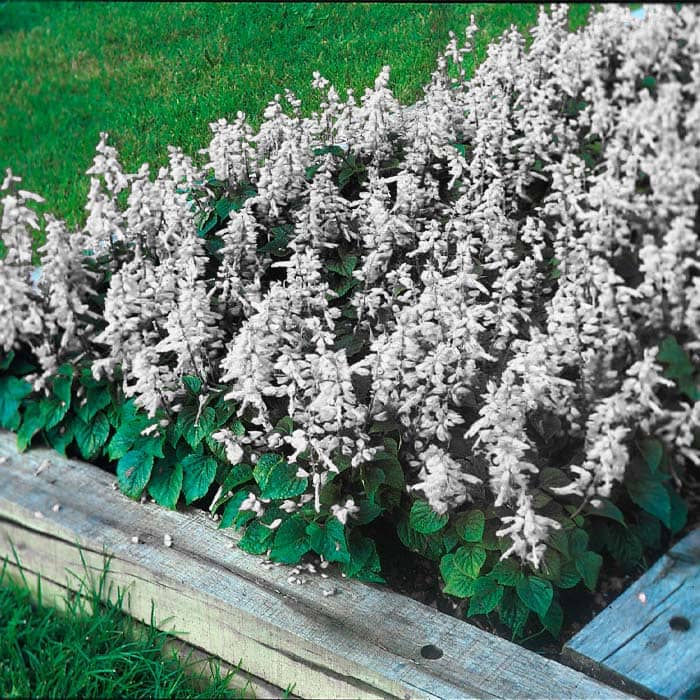 Насіння шавлії «Амбасадор»