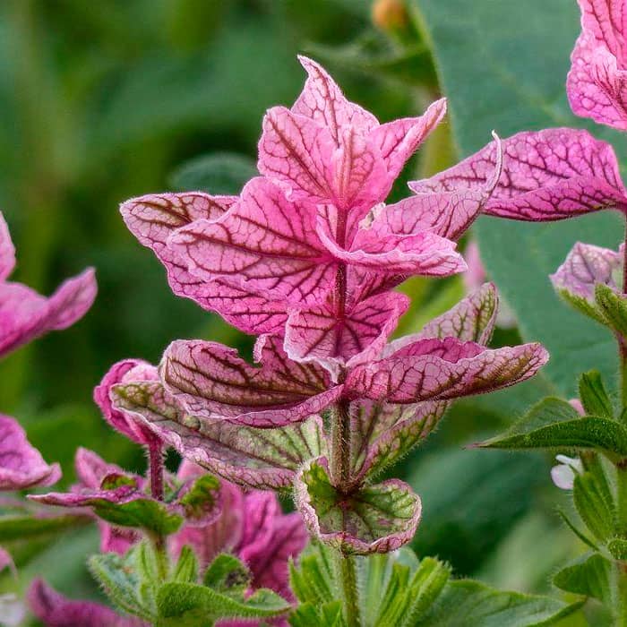 Насіння шавлії «Кларисса»