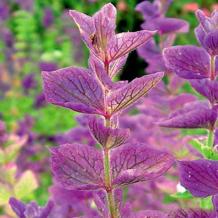 Насіння шавлії «Кларисса»