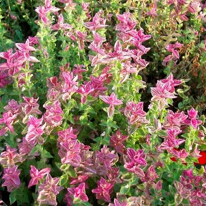 Насіння шавлії «Кларисса»