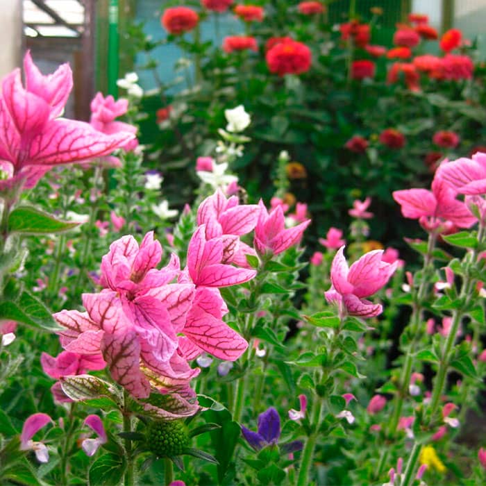 Насіння шавлії «Кларисса»