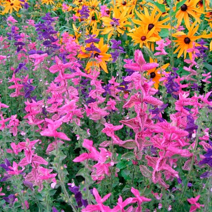 Насіння шавлії «Кларисса»