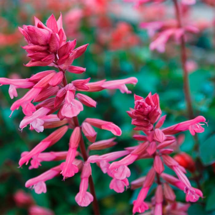 Насіння шавлії «Рожеве сяйво»