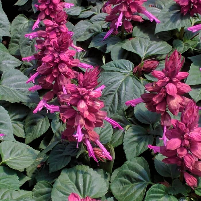 Насіння шавлії «Рожеве сяйво»