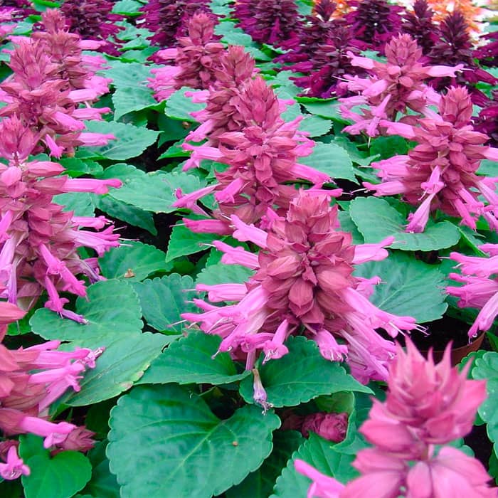 Насіння шавлії «Рожеве сяйво»