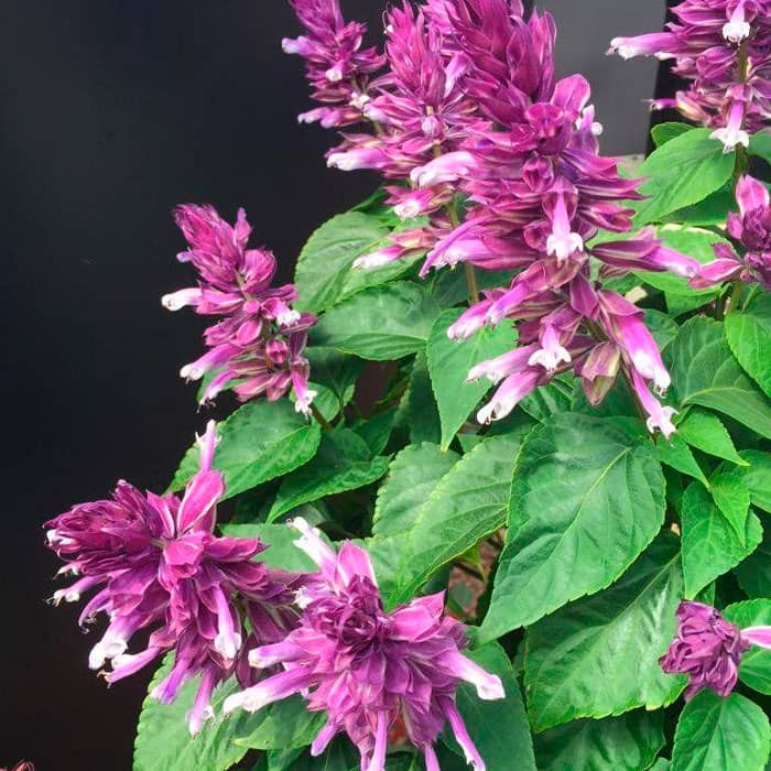 Насіння шавлії «Рожеве сяйво»