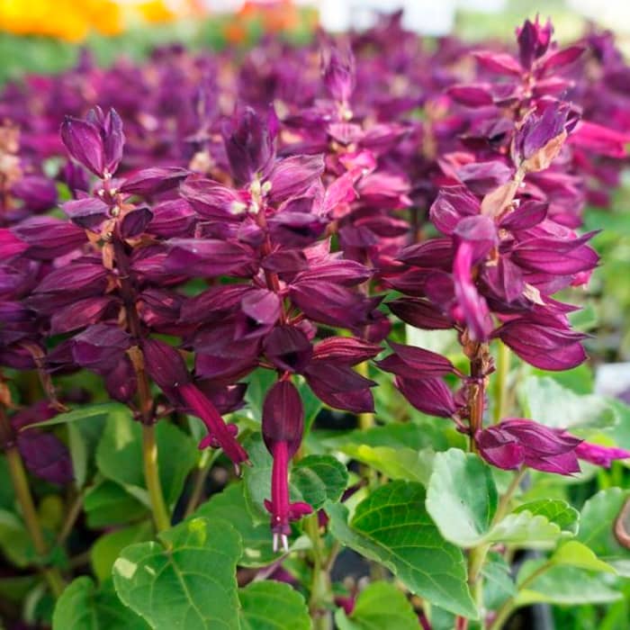 Насіння шавлії «Рожеве сяйво»