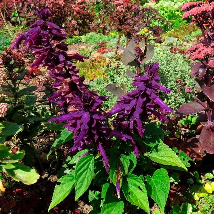 Насіння шавлії «Сенатор»