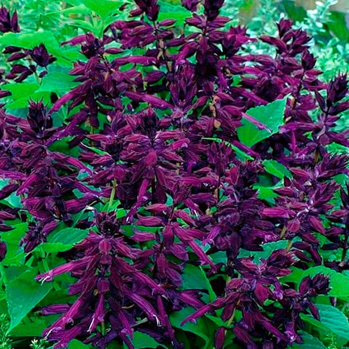 Насіння шавлії «Сенатор»