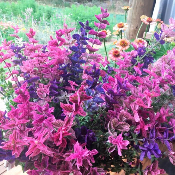 Суміш насіння шавлії «Трибарвна»