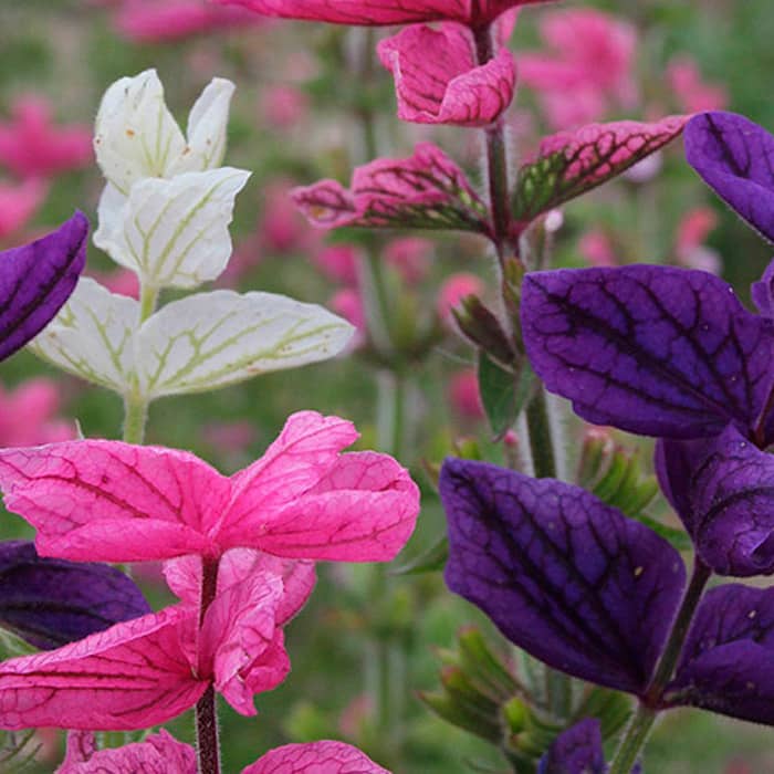 Суміш насіння шавлії «Трибарвна»