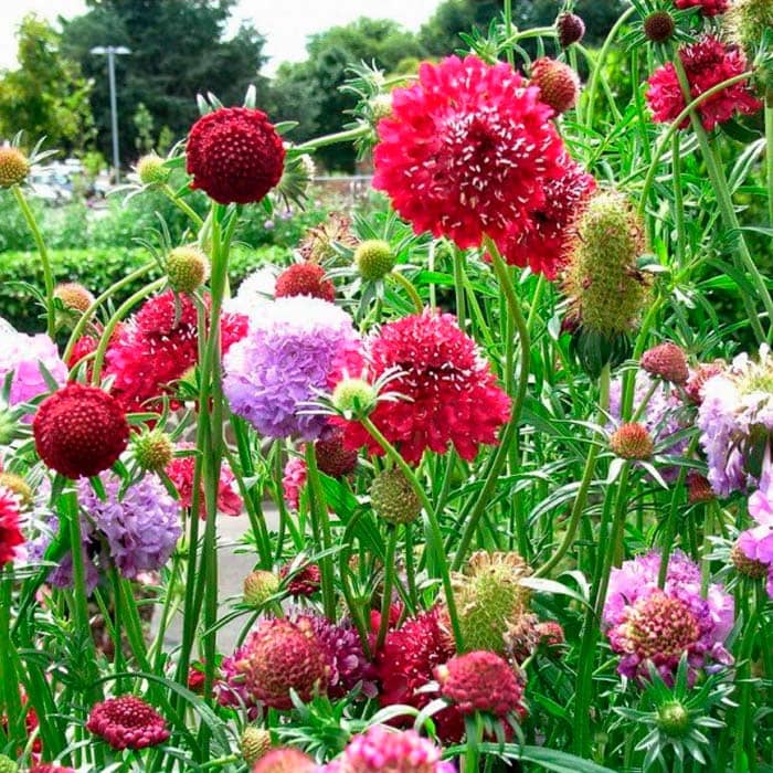 Суміш насіння скабіози «Пурпурова»