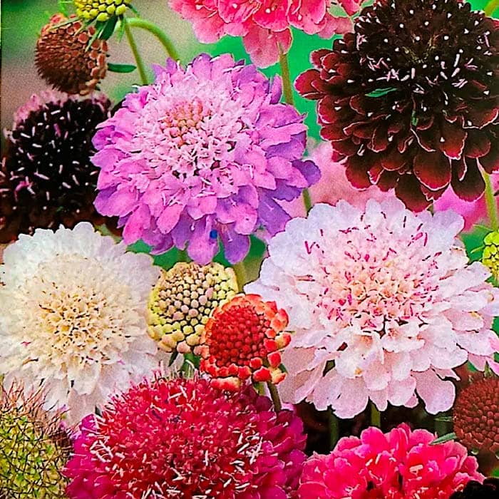 Суміш насіння скабіози «Пурпурова»