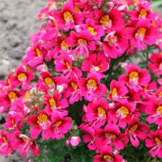 Суміш насіння схізантуса «Фіджи F1»