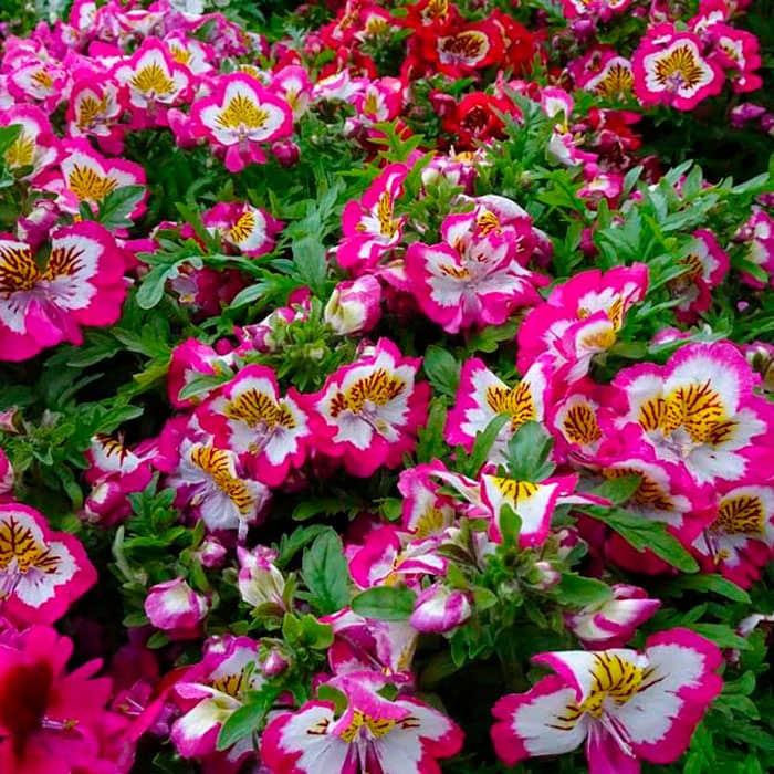 Суміш насіння схізантуса «Фіджи F1»