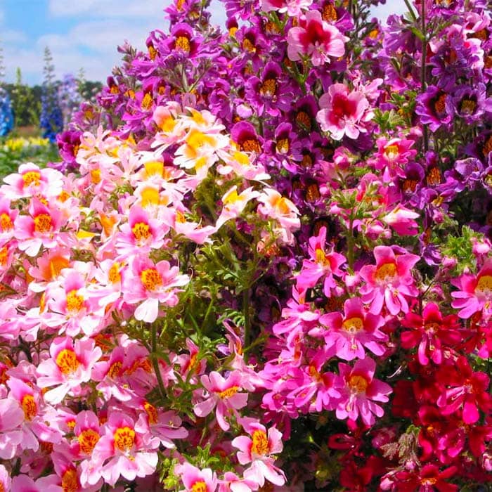 Суміш насіння схізантуса «Каприз F1»