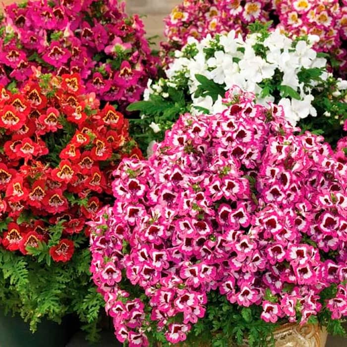 Суміш насіння схізантуса «Каприз F1»