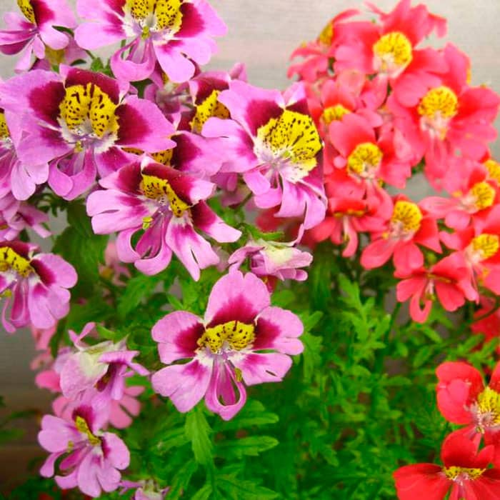 Суміш насіння схізантуса «Каприз F1»