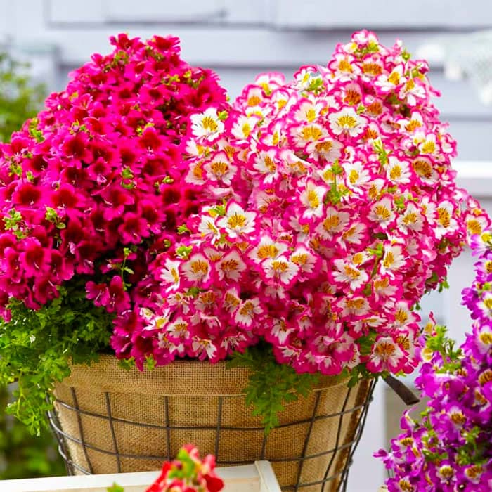 Суміш насіння схізантуса «Каприз F1»