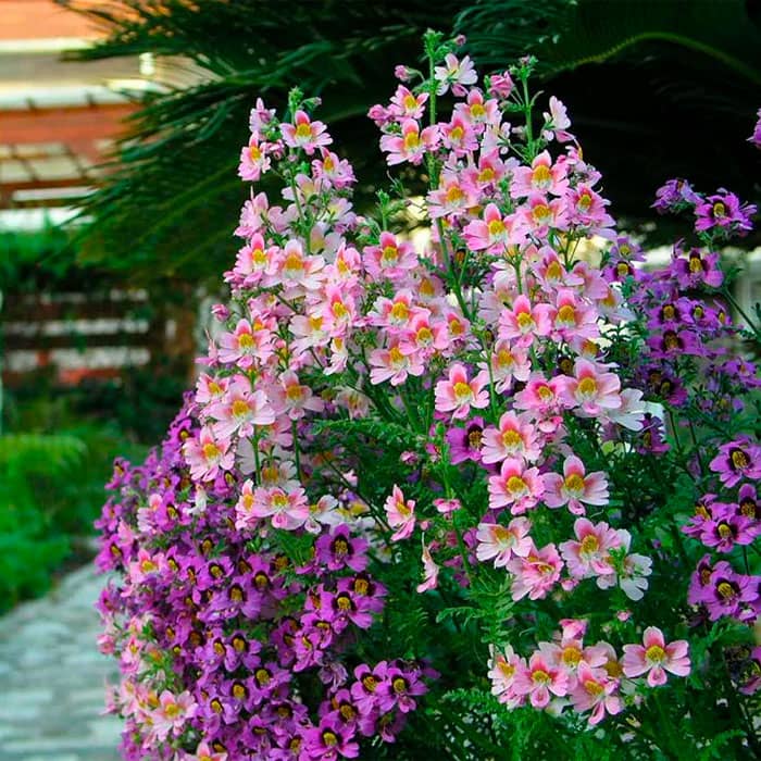 Суміш насіння схізантуса «Каприз F1»