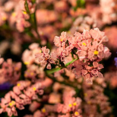 Насіння статиці «Супрім Абрикос»