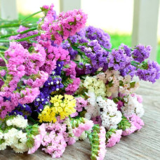 Суміш насіння статиці «Супрім Букет»