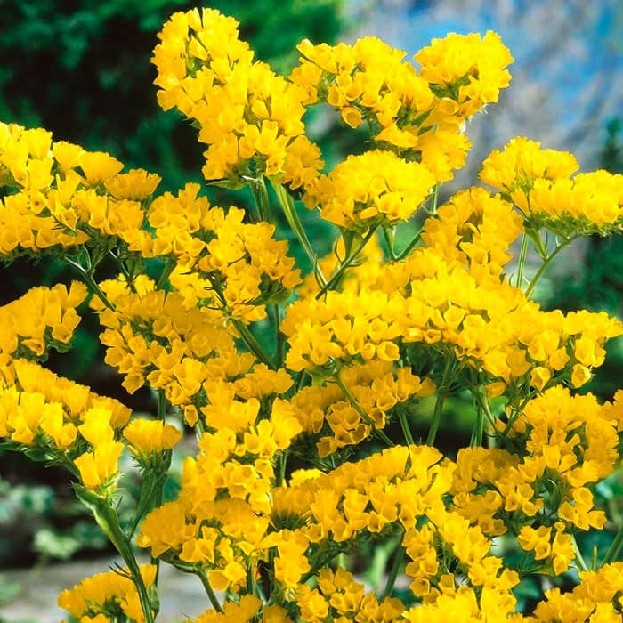 Насіння статиці «Супрім Голден»