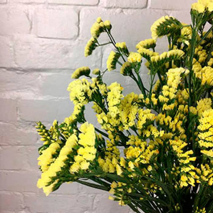 Насіння статиці «Супрім Голден»