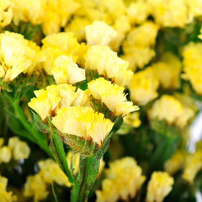 Насіння статиці «Супрім Голден»