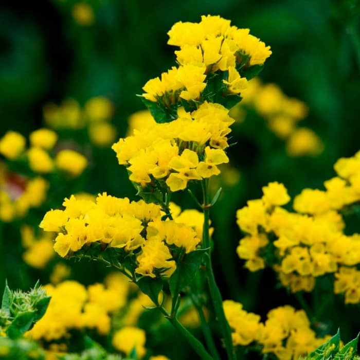 Насіння статиці «Супрім Голден»