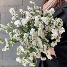 Насіння статиці «Супрім Вайт»