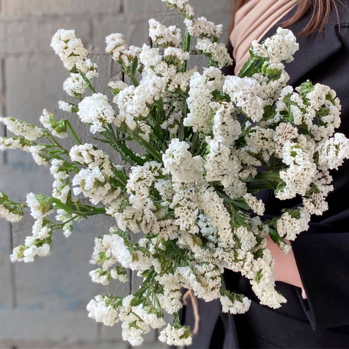 Насіння статиці «Супрім Вайт»