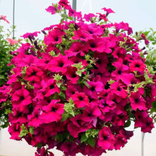 Насіння сурфінії «Даймонд Парпл F1»