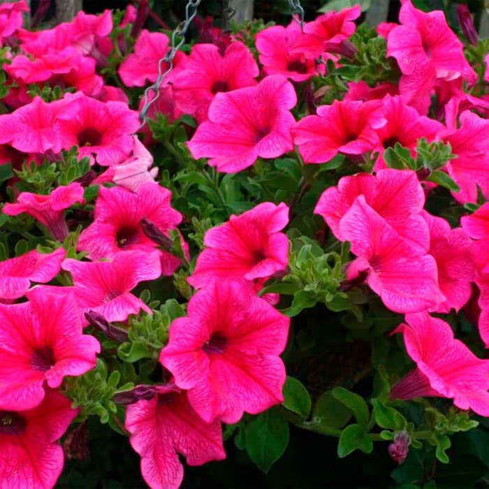 Насіння сурфінії «Даймонд Парпл F1»